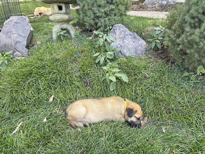 chinook dog